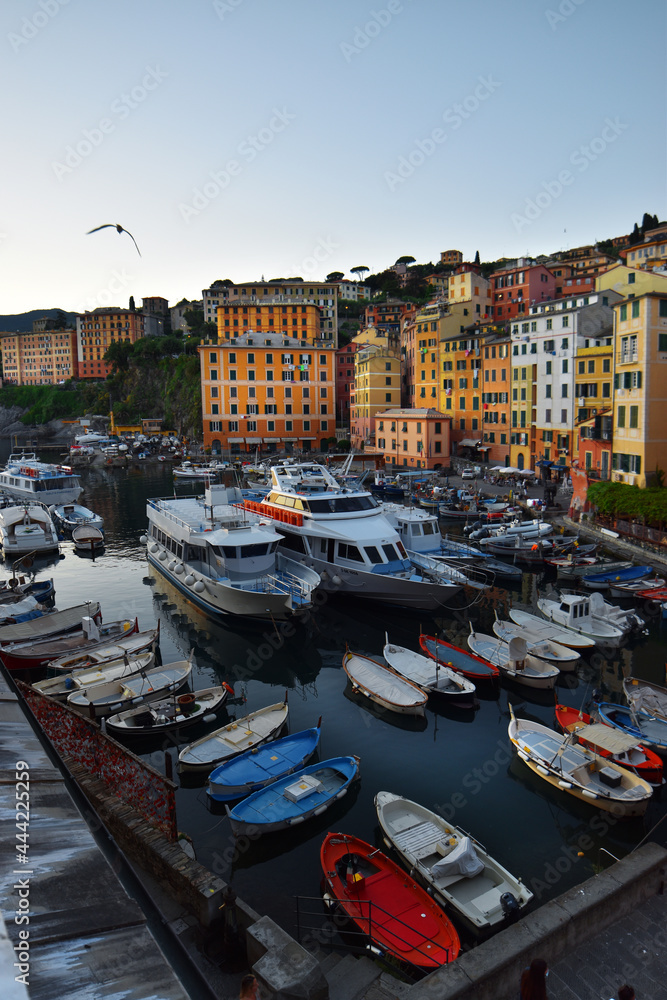 characteristic colored Ligurian houses in Camogli overlooking the small sea port