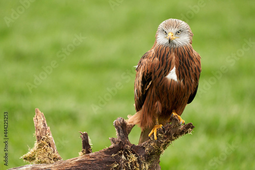 Red kite, bird of prey portrait. The bird sits on a stump, looks straight into the camera