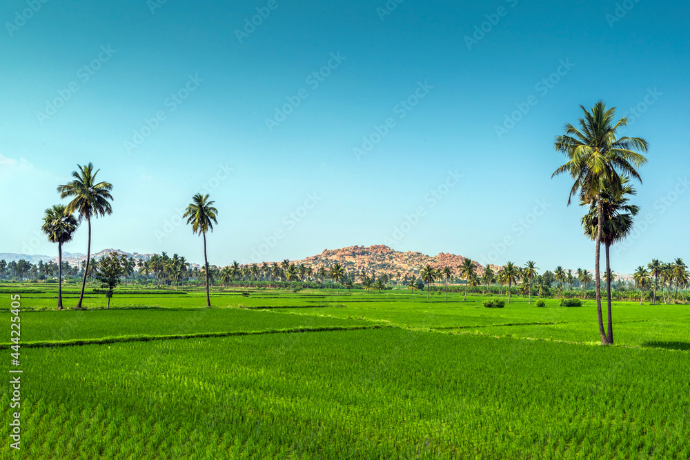 Paddy fields in Hampi, Karnataka, India