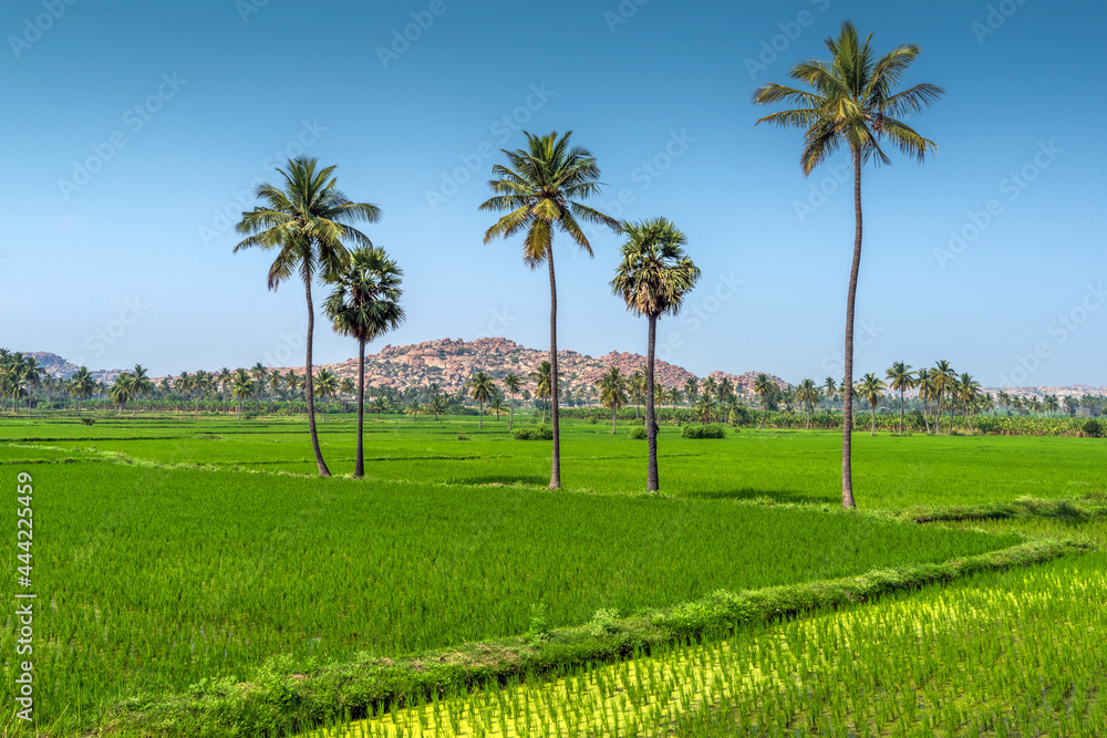Paddy fields in Hampi, Karnataka, India Paddy fields in Hampi, Karnataka, India