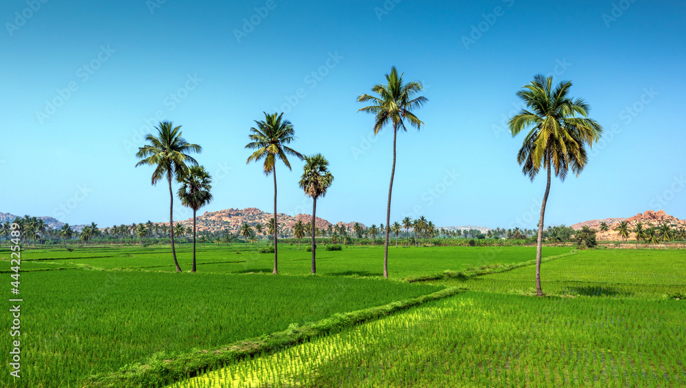 Paddy fields in Hampi, Karnataka, India