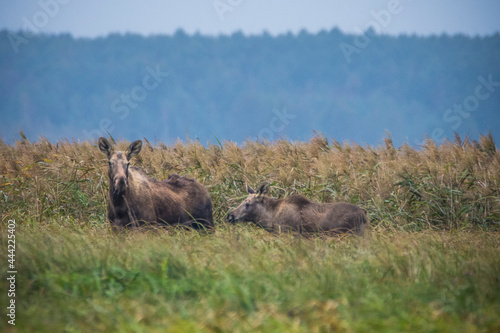 Moose, Alces alces, in the natural environment swamp. Biebrza marshes National Park. The largest mammal hoofed on swamps. photo