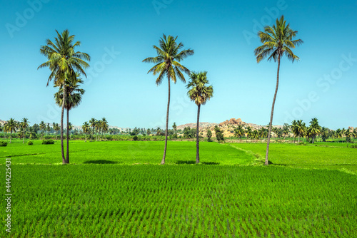 Paddy fields in Hampi, Karnataka, India