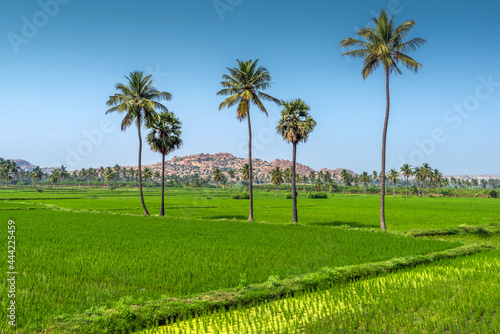 Paddy fields in Hampi, Karnataka, India