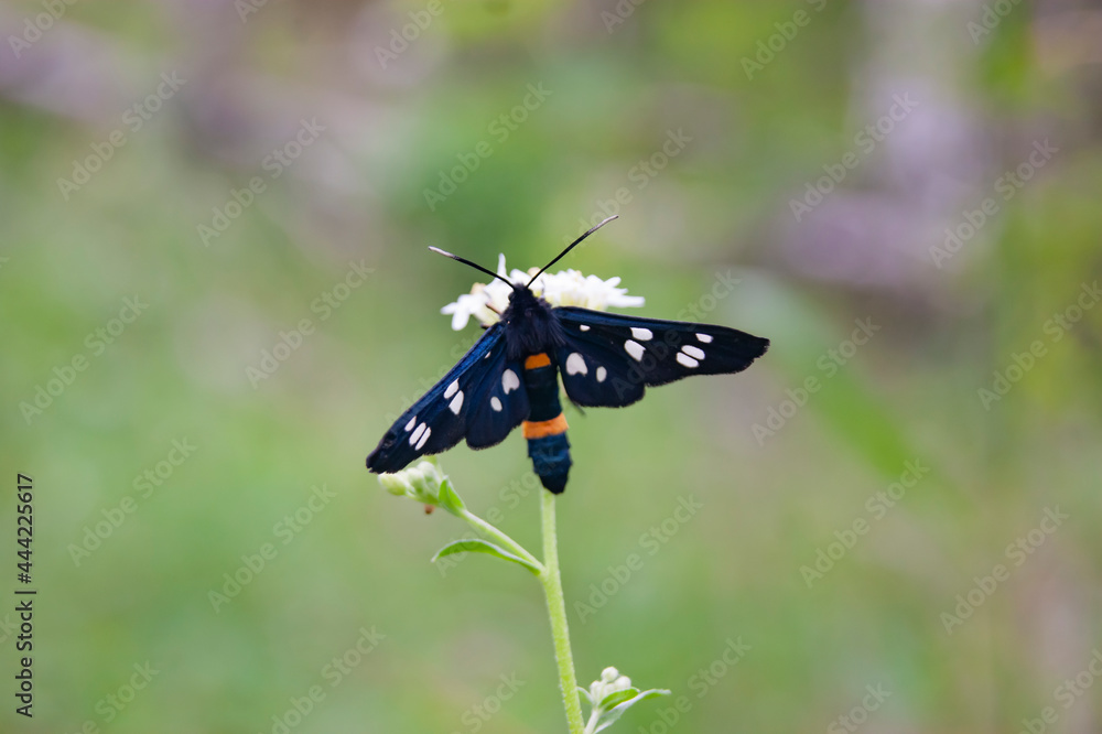 An insect with a striped belly and speckled wings. Eats a flower and admires the views of the forest. An insect with a striped belly and speckled wings. Eats a flower and admires the views of the forest.