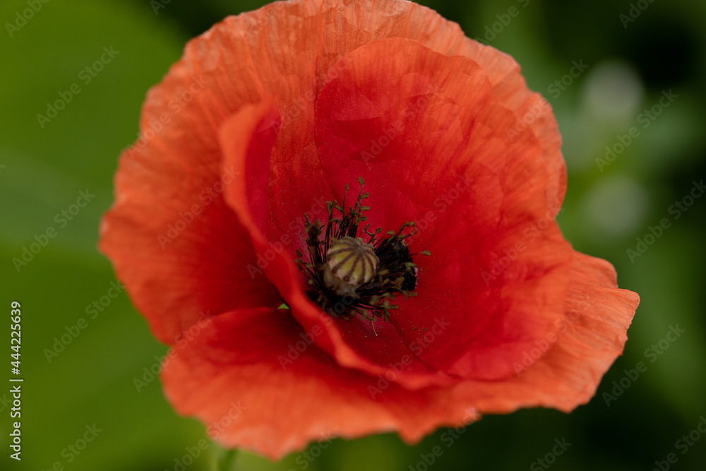 Mohnblumen Blüte Hintergrund grünlich Mohnblumen Blüte Hintergrund grünlich