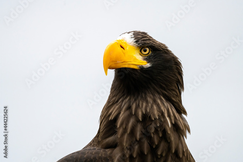 Close up of a Steller s sea eagle head. Yellow bill and eye  large nostrils. Against sky and grass