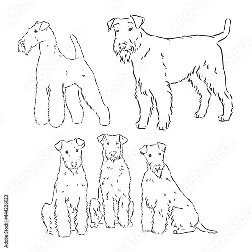 Airedale Terrier Dog. hand drawn. Vector illustration