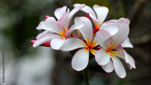 white flower plumeria