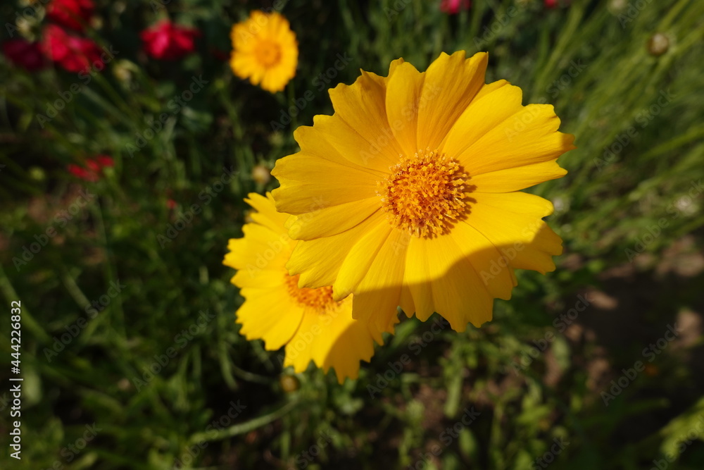 Flowers in a natural park. 자연 공원 속 꽃 Flowers in a natural park. 자연 공원 속 꽃
