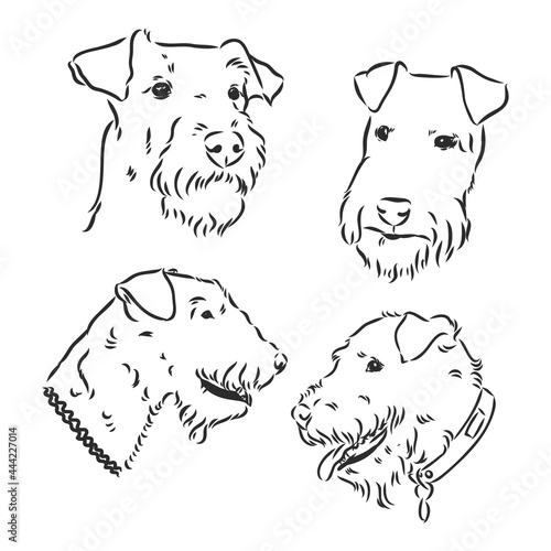 Airedale Terrier Dog. hand drawn. Vector illustration