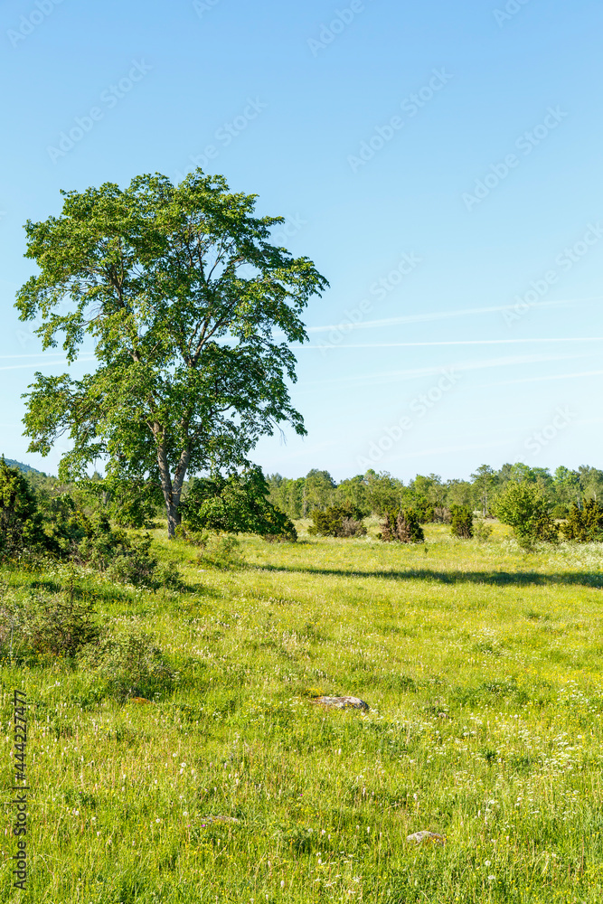 Fototapeta premium Meadow with a tree in a rural landscape view