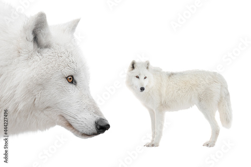 two Polar white wolf stands isolated on white background