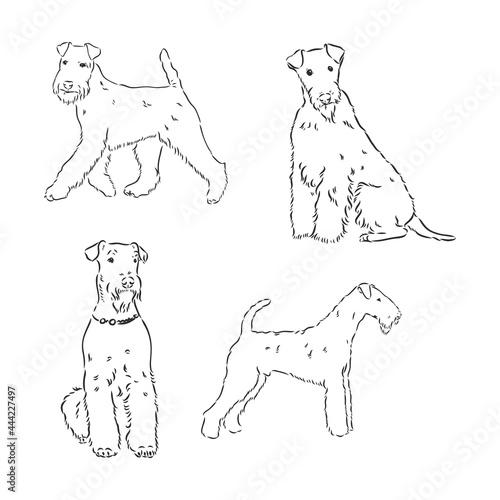 Airedale Terrier Dog. hand drawn. Vector illustration