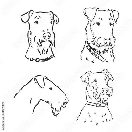Airedale Terrier Dog. hand drawn. Vector illustration