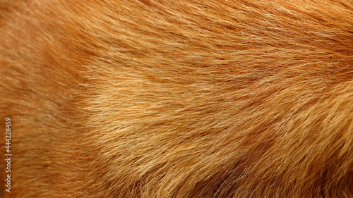 brown dog fur