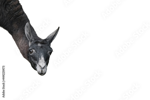 Funny llama or alpaca isolated on white background. Zoo animals. Banner with copy space photo