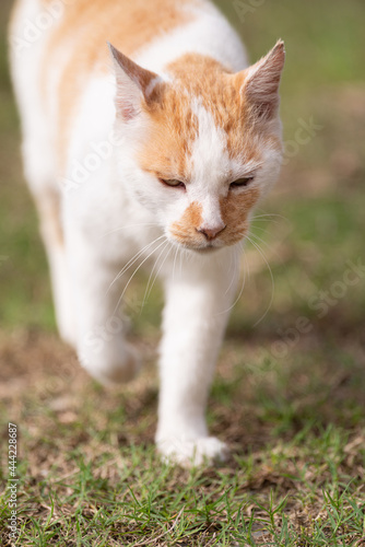 歩く猫 茶白猫