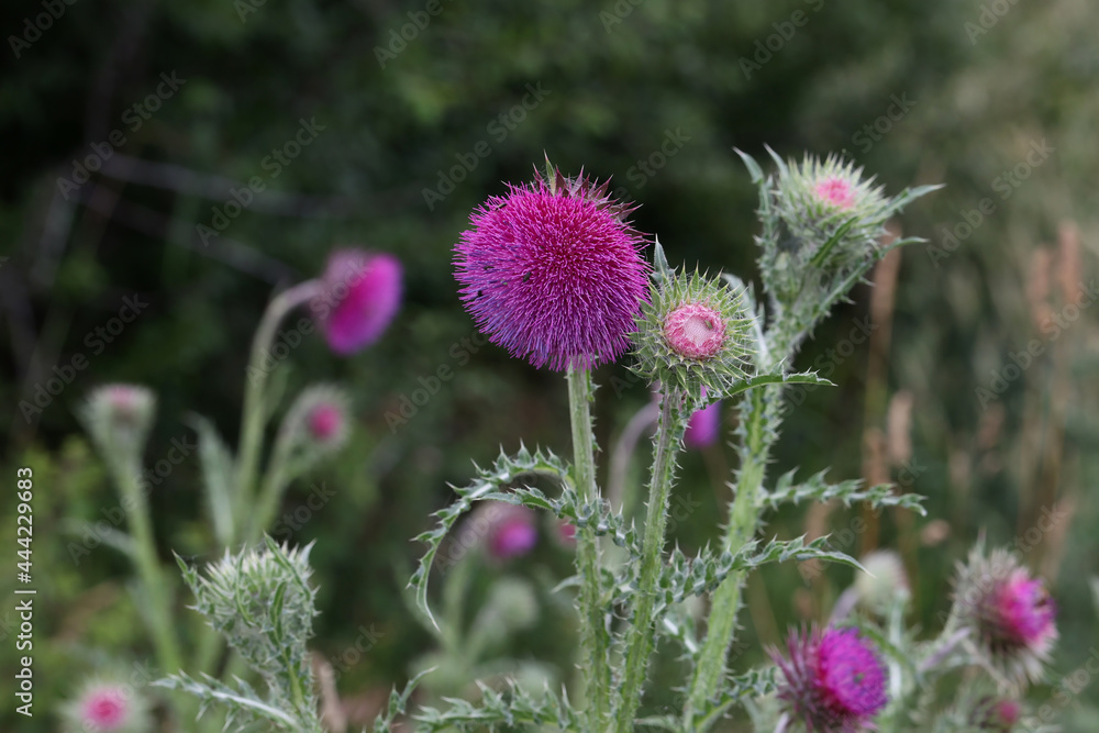 Thistle flower in the field in summer