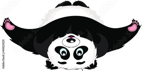 a series of funny pandas, a panda bear lies on its back with its paws open isolated on a white background
