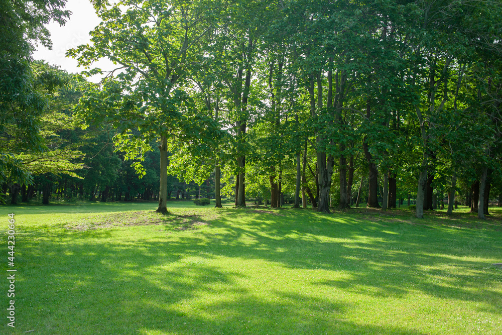 Fototapeta premium green garden