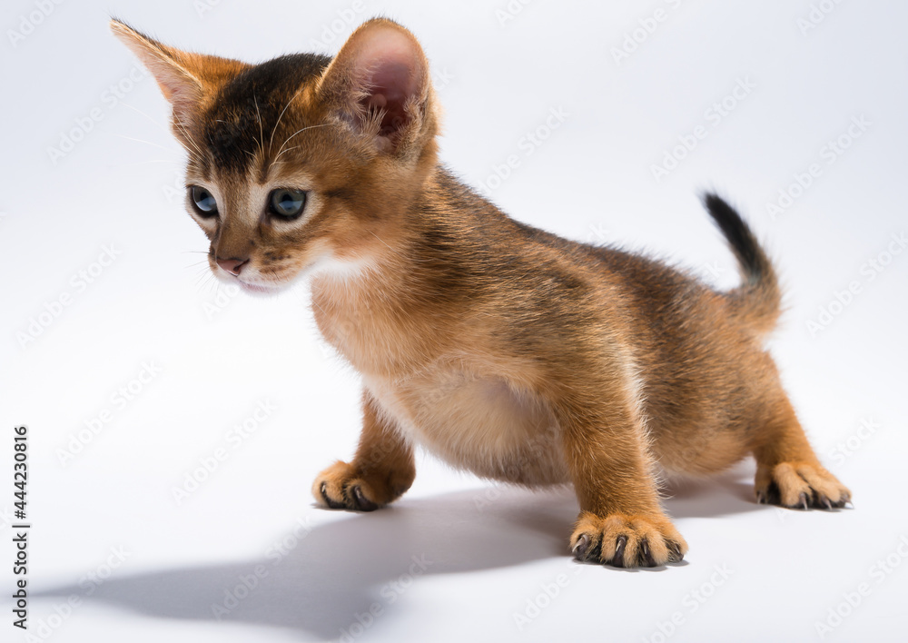 Curious kitten living in the house Curious kitten living in the house