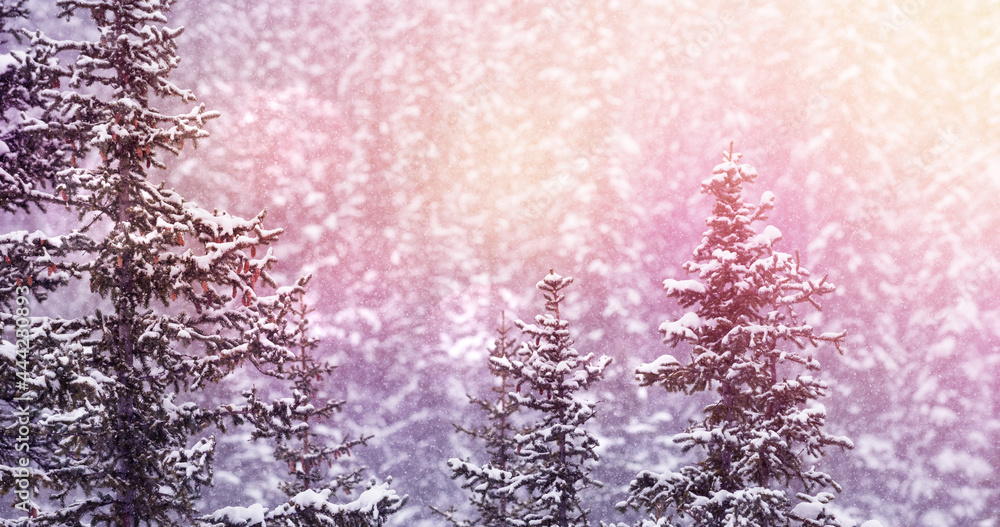 Image of winter scenery landscape with light spots and fir trees covered in snow