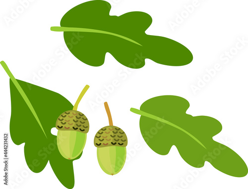Cartoon green oak leaves and acorns isolated on white background