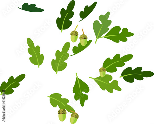 Cartoon green oak leaves and acorns isolated on white background