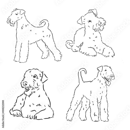 Airedale Terrier Dog. hand drawn. Vector illustration