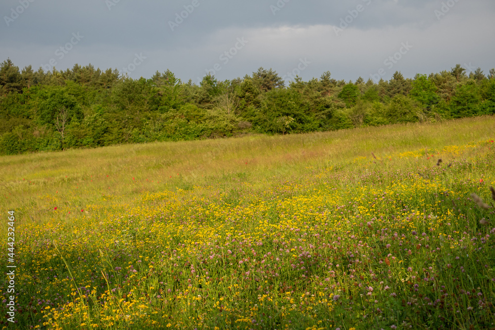 Landschaft im Sommer