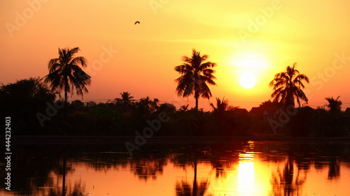 coconut tree with sun in the evening