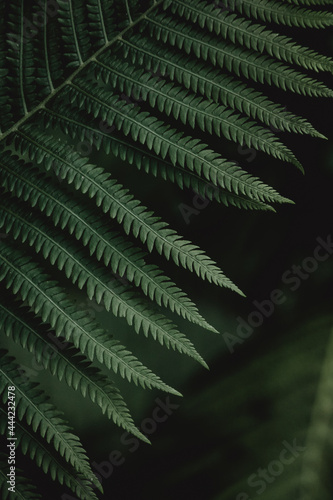 Part of fern leaf from above with moody dark background. Close up vertical image.