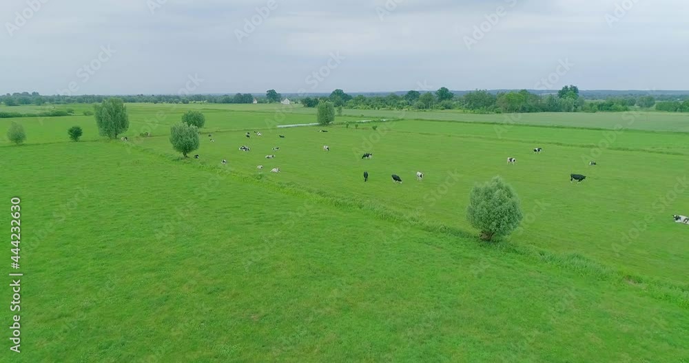Cow in a meadow on a sunny day. A herd of cows walking across the field and eating fresh green grass. Cow in a meadow on a sunny day. A herd of cows walking across the field and eating fresh green grass.