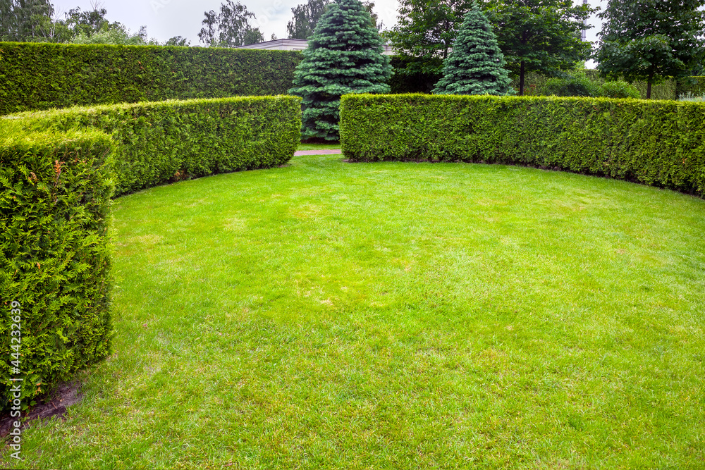 curved thuja hedge in a garden with a meadow of green lawn spring backyard landscape with copy space, nobody. curved thuja hedge in a garden with a meadow of green lawn spring backyard landscape with copy space, nobody.