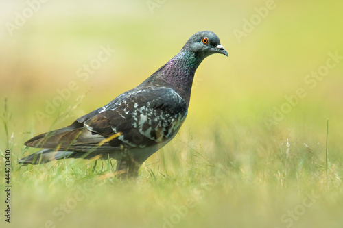 Domestic pigeon (Columba livia domestica), with beautiful green coloured background. Colorful bird with grey feather sitting on the branch in the woods. Wildlife scene from nature, Czech Republic