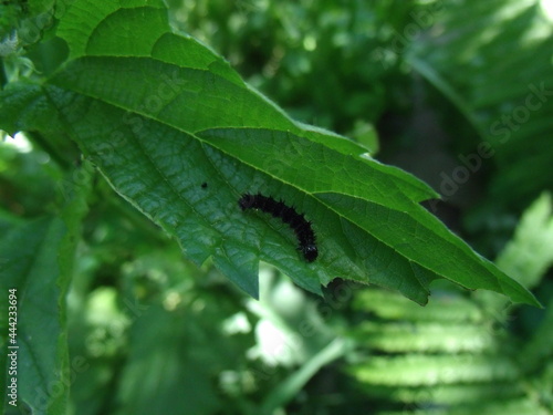 Caterpillar