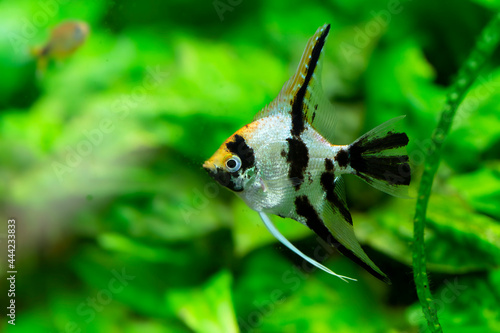 Poisson d'ornement Scalaire ou Poisson-ange Pterophyllum scalare en gros plan photo