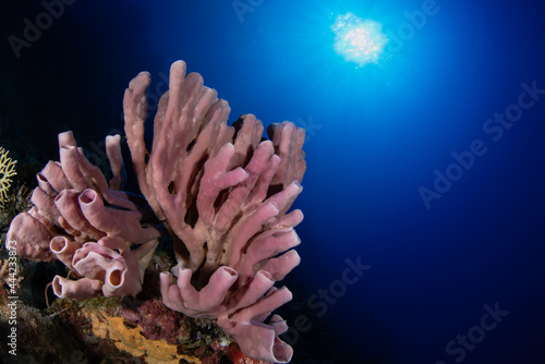Wide Angle Photo of Coral Under Sea 