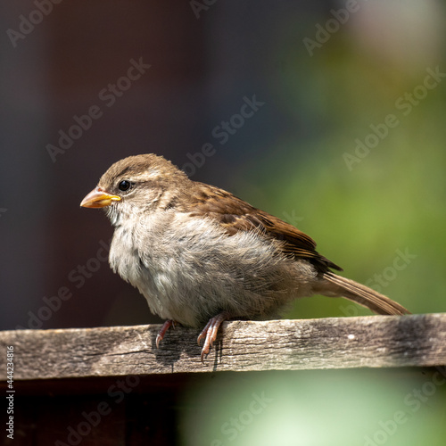 sparrow on a fence