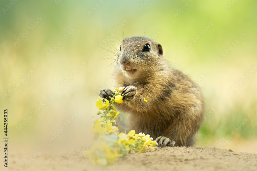 European ground squirrel (Spermophilus citellus), with beautiful green coloured background. An amazing endangered mammal with yellow hair in the steppe. Wildlife scene from nature, Czech Republic European ground squirrel (Spermophilus citellus), with beautiful green coloured background. An amazing endangered mammal with yellow hair in the steppe. Wildlife scene from nature, Czech Republic