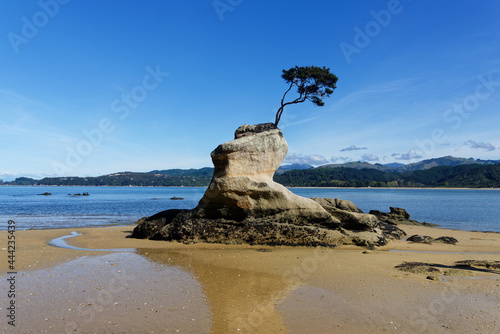 A tree grows tenaciously on a granite boulder on the coast of The Abel Tasman Coastal Track photo