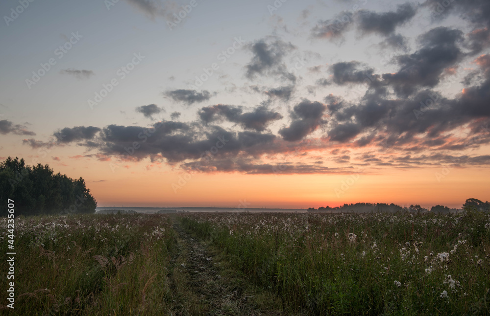 Dawn in a field of grass with a road along the forest with a light fog on the horizon