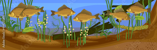 Underwater pond landscape with carps during spawning