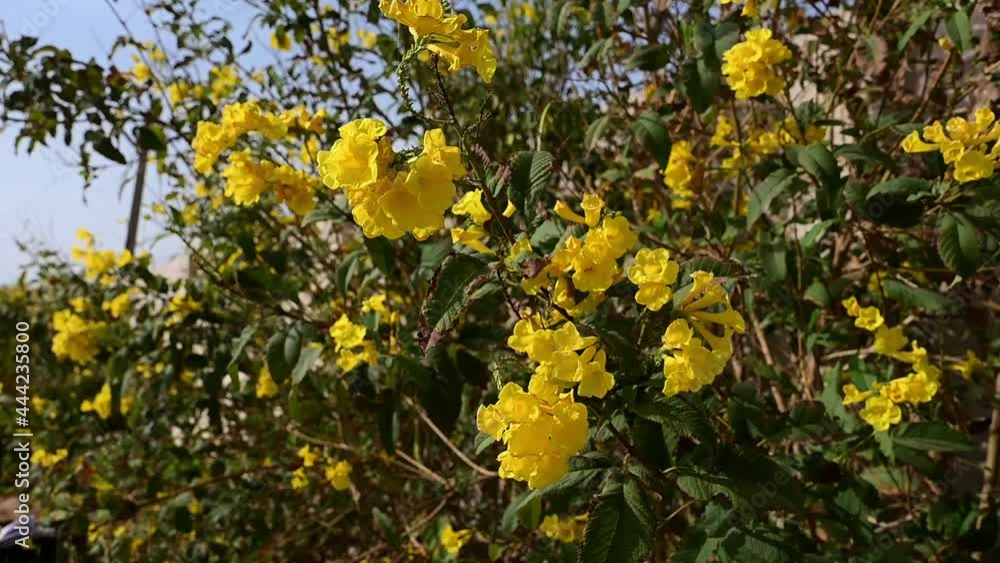 Golden trumpet flowers are blooming on tree in garden with sunlight