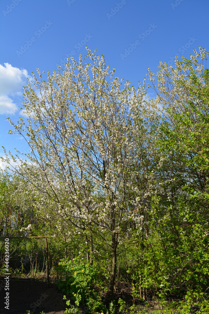 Fototapeta premium Spring garden landscape with cherry trees in bloom.