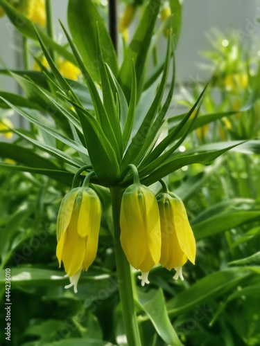 Imperial hazel grouse  Latin Fritillaria imperialis  yellow on a flower bed in a park on Elagin Island in St. Petersburg.