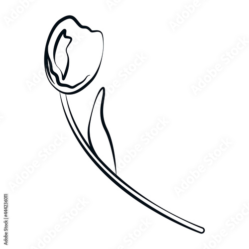 Tulip in a linear style, large flower, freehand drawing in vector