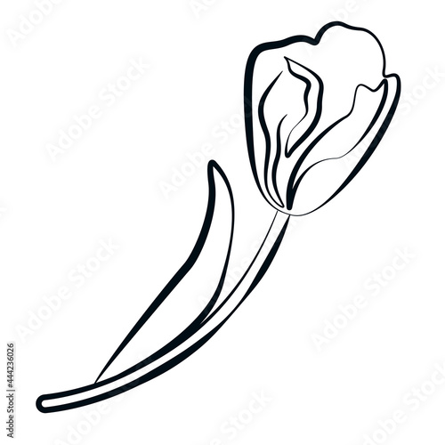 Tulip in a linear style, large flower, freehand drawing in vector