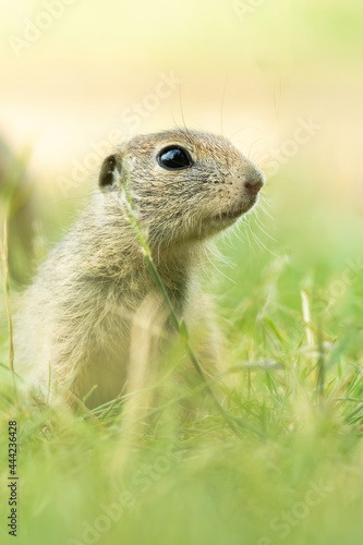 European ground squirrel (Spermophilus citellus), with beautiful green coloured background. An amazing endangered mammal with yellow hair in the steppe. Wildlife scene from nature, Czech Republic